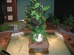 ドクターフィッシュイベント