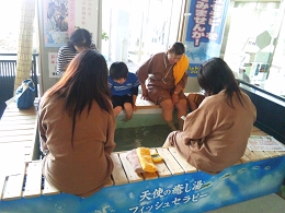 ガラルファ/ドクターフィッシュ